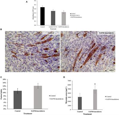 SAP30 Gene Is a Probable Regulator of Muscle Hypertrophy in Chickens